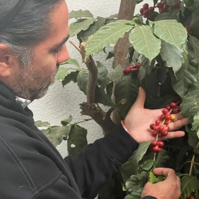 Diego granos planta
