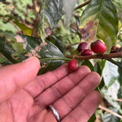 Grano close up